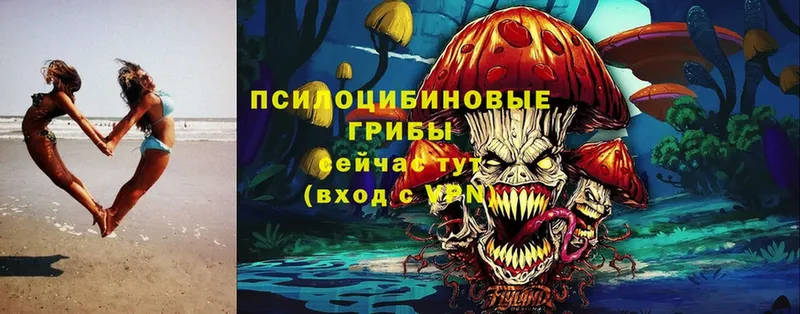 купить   Курск  mega зеркало  Галлюциногенные грибы Cubensis 